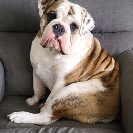 Bulldog Puppies from Pappy's Bullies