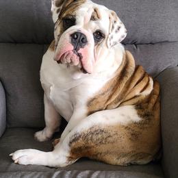 Bulldog Puppies from Pappy's Bullies
