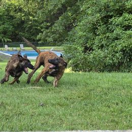 Dutch Shepherd Puppies from Acadia CanineTM