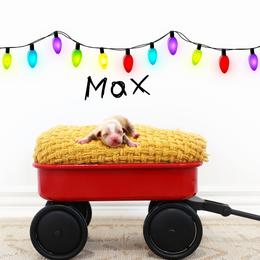 Max - Apricot female Goldendoodle puppy in Spanish Fork, Utah from Oodles of Floofy Doodles