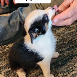 Taffeta - Black and tan female Working Dog Cross puppy in Nevada, Missouri from Briarwood Collies