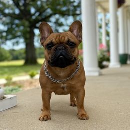 Bella - Fawn female French Bulldog puppy in Arkadelphia, Arkansas from Fralala Frenchies