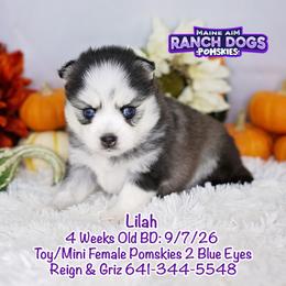 Lilah - Black and white female Pomsky puppy in Humeston, Iowa from M.A.R. Dogs