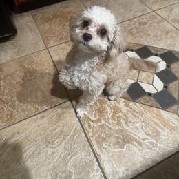 Cavapoo Puppies from Cool Cavapoos