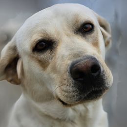 Xola - Labrador Retriever