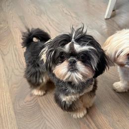 Ainsley - Shih Tzu
