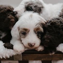 Aussiedoodle puppies from North Florida Poodles and Doodles