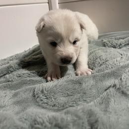 Gogo - White male Siberian Husky puppy in Diamond Lake, Washington from Husky Haven WA