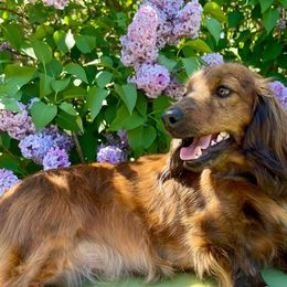 Ferdie - Dachshund