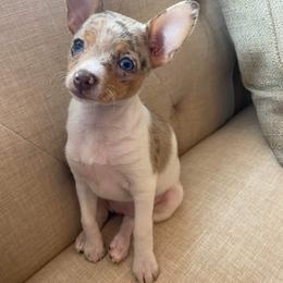 Rat Terrier Puppies from CaliRats Rat Terriers