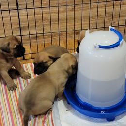 Bullmastiff Puppies from Sunny Beach Bullmastiffs