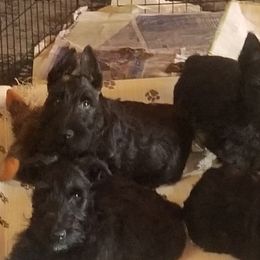 Scottish Terrier Puppies from JMAR kennels