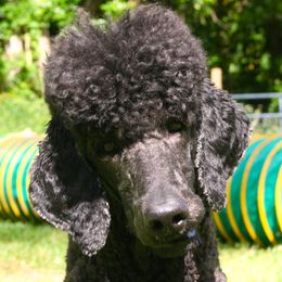 Tiabeanie - Poodle