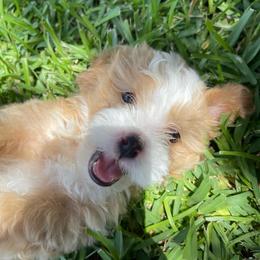 Banks - Yellow and white male Bernedoodle puppy in Port Saint Lucie, Florida from Eastside Paws LLC