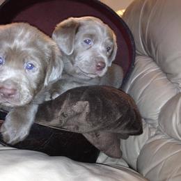 Labrador Retriever Puppies from Loving Loyal Labs