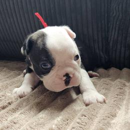 Red Collar Boy - Black brindle and white male Boston Terrier puppy in Long Lane, Missouri from Tellier's AKC Boston Terriers Missouri