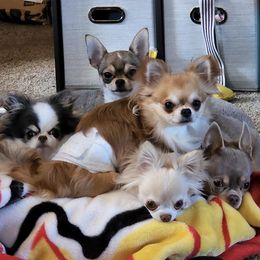 Chihuahuas from Jackson Chihuahuas