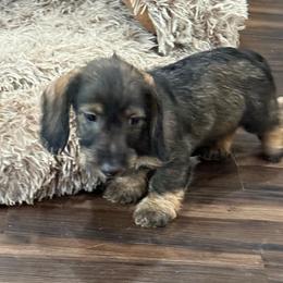 Frito - Wild boar male Dachshund puppy in Superior, Montana from Never Land Dachshunds of Montana
