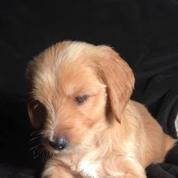 Goldendoodle Puppies from Doodle Creek Farm