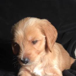 Goldendoodle Puppies from Doodle Creek Farm
