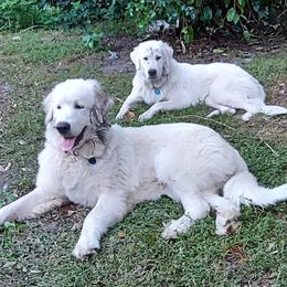 Great Pyrenees from Noble Court Pyrenees