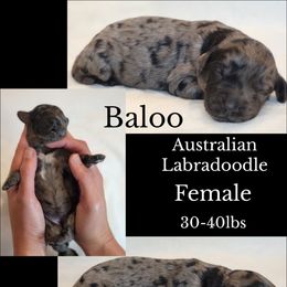Baloo - Merle female Australian Labradoodle puppy in Roseburg, Oregon from Lookingglass Doodles