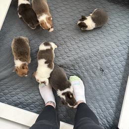 American Corgi and Pembroke Welsh Corgi Puppies from Coastal country Farms
