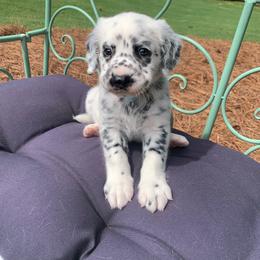 Dalmatian Puppies from Clarks 101 Dalmatians