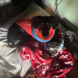 Dachshund All Grown Up from Doxie Dreams