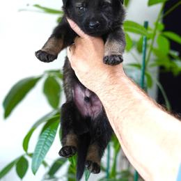 Wilder - Sable male German Shepherd puppy in Coarsegold, California from Yosemite Shepherds