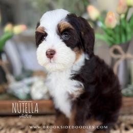 Nutella-only available to a guardian home.  Must live near Temecula Ca - Brown and white female Bernedoodle puppy in Temecula, California from Brookside Bernedoodles