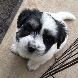 Ace - Black and white male Coton de Tulear puppy in Mead, Oklahoma from Bar W Cotons