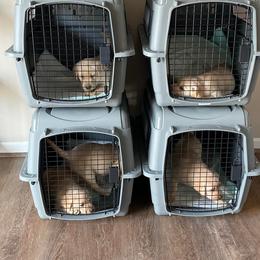 Labrador Retriever Puppies from Krys Ruth