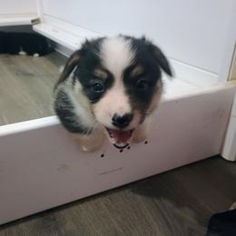 Mystery - Black and tan male Pembroke Welsh Corgi puppy in Ellensburg, Washington from Faery Mount Farm
