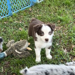 Boy 6 - Red tri-color male Australian Shepherd puppy in Lakeland, Florida from Infinite Aussies