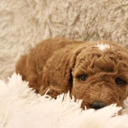 Gouda - Red  male Goldendoodle puppy in Denham Springs, Louisiana from E&S Goldendoodles