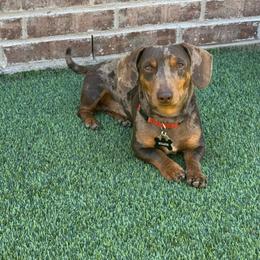 Wilbur - Dapple male Dachshund puppy in Odessa, Texas from K9 Royal Club