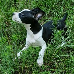 Jock - Black and white male Rat Terrier puppy in Conroe, Texas from Mysthaven Rat Terriers