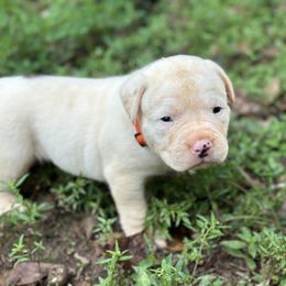 Cheeto - American Bulldog puppy in Pace, Florida from Genesis American Bulldogs
