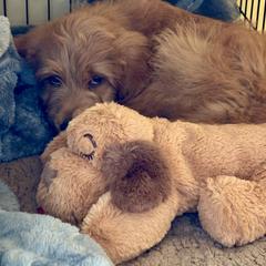 Bernedoodle and Pyredoodle Puppies from Washington Bernedoodles & Pyredoodles