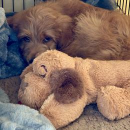 Bernedoodle and Pyredoodle Puppies from Washington Bernedoodles & Pyredoodles