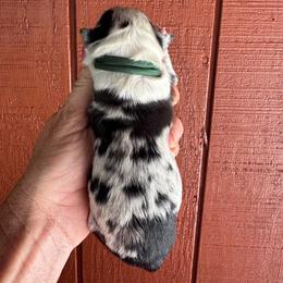 26E Green Collar - Blue merle male Border Collie puppy in Mariposa, California from Team Reeves Ranch