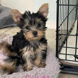Yorkshire Terrier Puppies from Teddys Yorkies