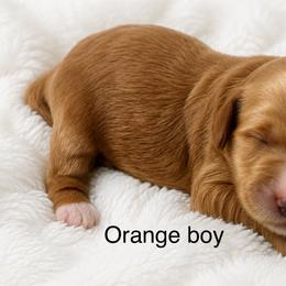 Orange collar boy - Red  male Goldendoodle puppy in Vian, Oklahoma from Dog Days Doodles