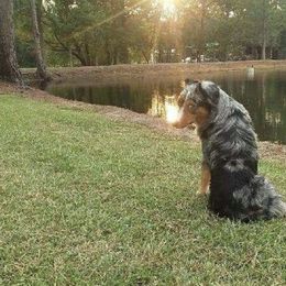 Miniature Australian Shepherd All Grown Up from Tall Tree Aussies