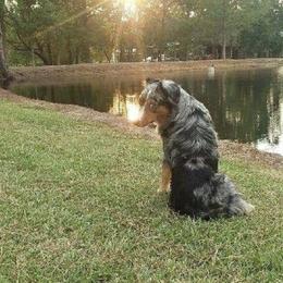 Miniature Australian Shepherd All Grown Up from Tall Tree Aussies