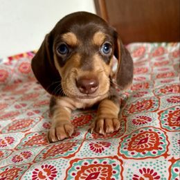 Boy 2 - Chocolate male Dachshund puppy in Woodlake, California from Wild West Weenies