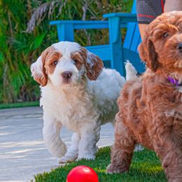 Goldendoodle Puppies from BFF Goldendoodles