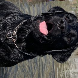 Bullet - Labrador Retriever
