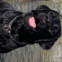 Bullet - Labrador Retriever